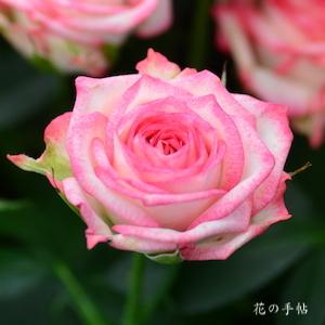 バラ　ピンクワルツ｜花の手帖のバラ図鑑