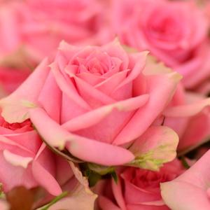 バラ　ピルエット｜花の手帖のバラ図鑑