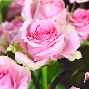 バラ　ピルエット｜花の手帖のバラ図鑑