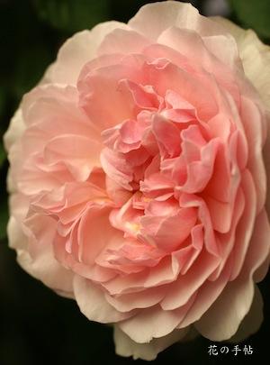 バラ　ピンク グルス アン アーフェン｜花の手帖のバラ図鑑