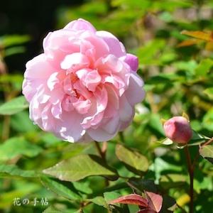 バラ　ピンク グルス アン アーフェン｜花の手帖のバラ図鑑