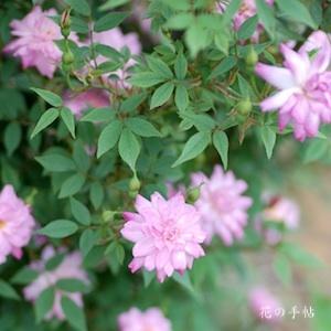 バラ　ポンポン ドゥ パリ｜花の手帖のバラ図鑑