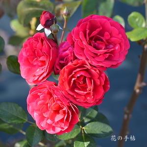 バラ　ポンデローザ｜花の手帖のバラ図鑑