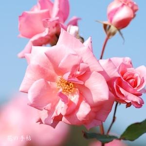 バラ　プリンセス アイコ｜花の手帖のバラ図鑑