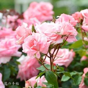 バラ　プリンセス アイコ｜花の手帖のバラ図鑑