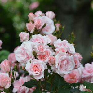 バラ　プリンセス アイコ｜花の手帖のバラ図鑑