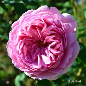 バラ　プリンセス アレキサンドラ オブ ケント｜花の手帖のバラ図鑑