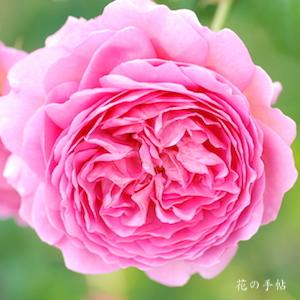 バラ　プリンセス アレキサンドラ オブ ケント｜花の手帖のバラ図鑑