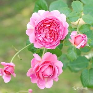 バラ　プリンセス アレキサンドラ オブ ケント｜花の手帖のバラ図鑑