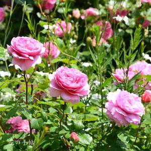 バラ　プリンセス アレキサンドラ オブ ケント｜花の手帖のバラ図鑑