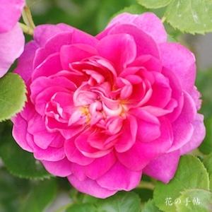 バラ　プリンセスアン｜花の手帖のバラ図鑑