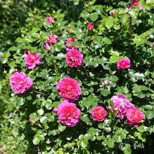 バラ　プリンセスアン｜花の手帖のバラ図鑑