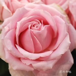 バラ　プリティアバランチェ（Pretty Avalanchet）｜花の手帖のバラ図鑑