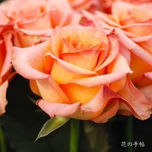 バラ　プリティベリンダ（Pretty Belinda）｜花の手帖のバラ図鑑