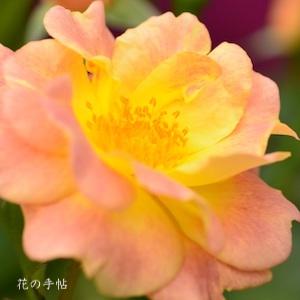 バラ　｜花の手帖のバラ図鑑