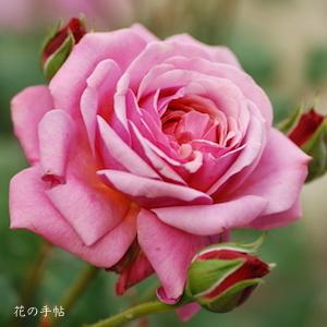 バラ　プリ PJ ルドゥーテ（Prix PJ Redoute）｜花の手帖のバラ図鑑