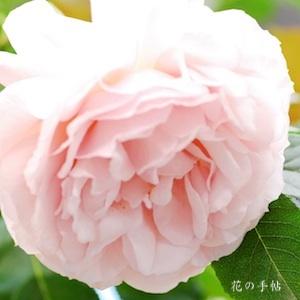 バラ　プシュケ｜花の手帖のバラ図鑑