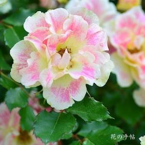 バラ　｜花の手帖のバラ図鑑