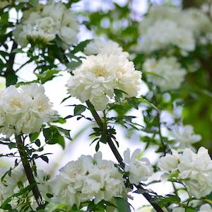 バラ　ピューレッザ｜花の手帖のバラ図鑑