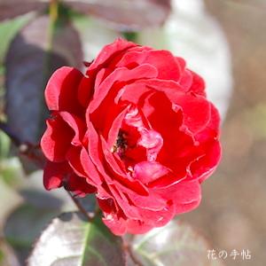 バラ　プスタ｜花の手帖のバラ図鑑