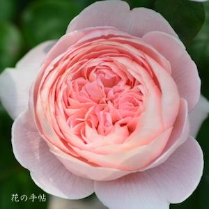 バラ クィーン オブ スウェーデン（Queen of Sweden）｜花の手帖のバラ図鑑