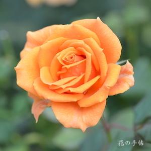 バラ クイーン バガテル（Queen Bagatelle）｜花の手帖のバラ図鑑