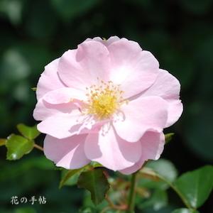 バラ クイーン マザー（Queen Mother）｜花の手帖のバラ図鑑