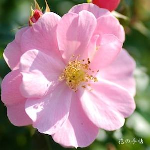 バラ クイーン マザー（Queen Mother）｜花の手帖のバラ図鑑