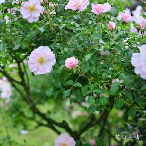 バラ クイーン マザー（Queen Mother）｜花の手帖のバラ図鑑