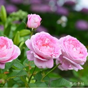 バラ　クイーン アン（Queen Anne）｜花の手帖のバラ図鑑