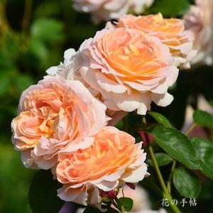 バラ クィーン ネフェルティティ（ROSE　Queen Nefertiti）｜花の手帖のバラ図鑑