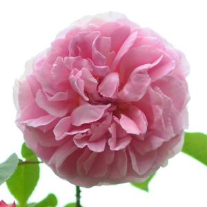 バラ　ラジオタイムス（Radio Times）｜花の手帖のバラ図鑑