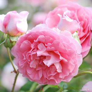 バラ　ラジオタイムス（Radio Times）｜花の手帖のバラ図鑑