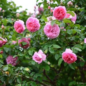 バラ　ラジオタイムス（Radio Times）｜花の手帖のバラ図鑑