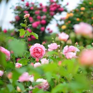 バラ　ラジオタイムス（Radio Times）｜花の手帖のバラ図鑑