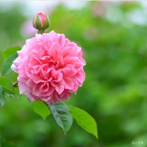 バラ　ラジオタイムス（Radio Times）｜花の手帖のバラ図鑑