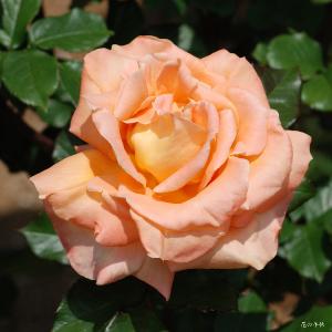 バラ　ラクエン（楽園／Rakuen）｜花の手帖のバラ図鑑