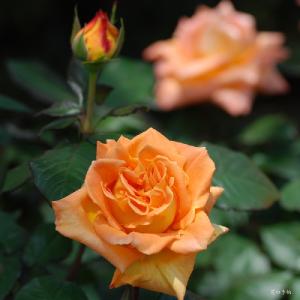 バラ　ラクエン（楽園／Rakuen）｜花の手帖のバラ図鑑