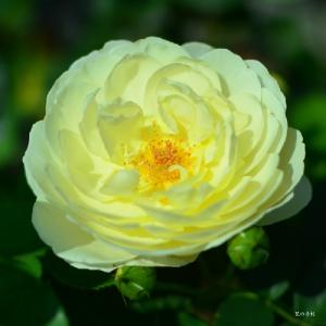 バラ　ラ リュー｜花の手帖のバラ図鑑