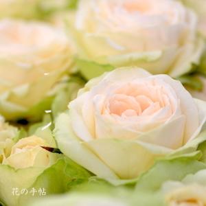 バラ　ラソワ（La Soie）｜花の手帖のバラ図鑑