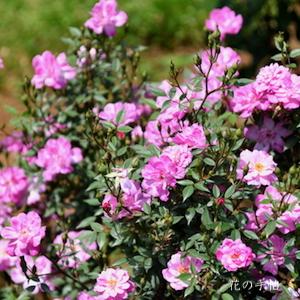バラ　ロサ キネンシス ミニマ（Rosa chinensis minima）