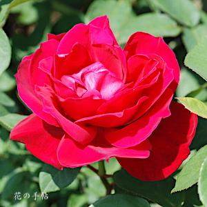 バラ　レッド チーフ｜花の手帖のバラ図鑑