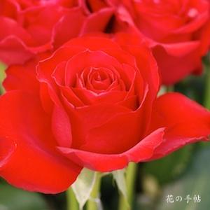 バラ　レッド フランス｜花の手帖のバラ図鑑
