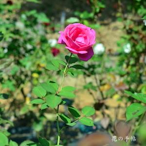 バラ　レッド ラディアンス｜花の手帖のバラ図鑑