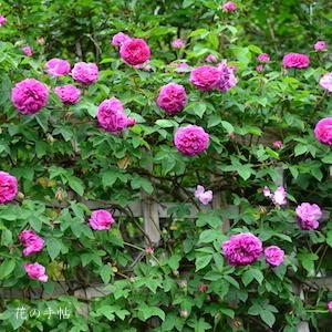 バラ　レーヌ デ バイオレット（Reine des Biolettes）｜花の手帖のバラ図鑑