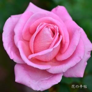 バラ　ランデブー（Rendez-vous）｜花の手帖のバラ図鑑