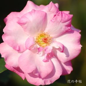 バラ　リン（凛）｜花の手帖のバラ図鑑