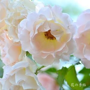 バラ　ロココ（Rokoko）｜花の手帖のバラ図鑑