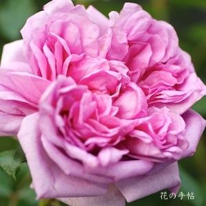 バラ　ローズ ポンパドール（Rose Pompadour）｜花の手帖のバラ図鑑