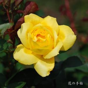バラ　ローズ ヨコハマ｜花の手帖のバラ図鑑